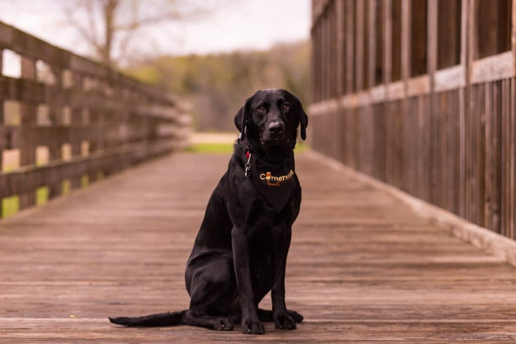 Cornerstone Family Dentistry team in Morrison, Davenport, and Camanche providing comprehensive dental care, ensuring patients receive top-notch treatment and achieve optimal oral health.
